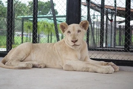 Lion Land Phuket Ticket