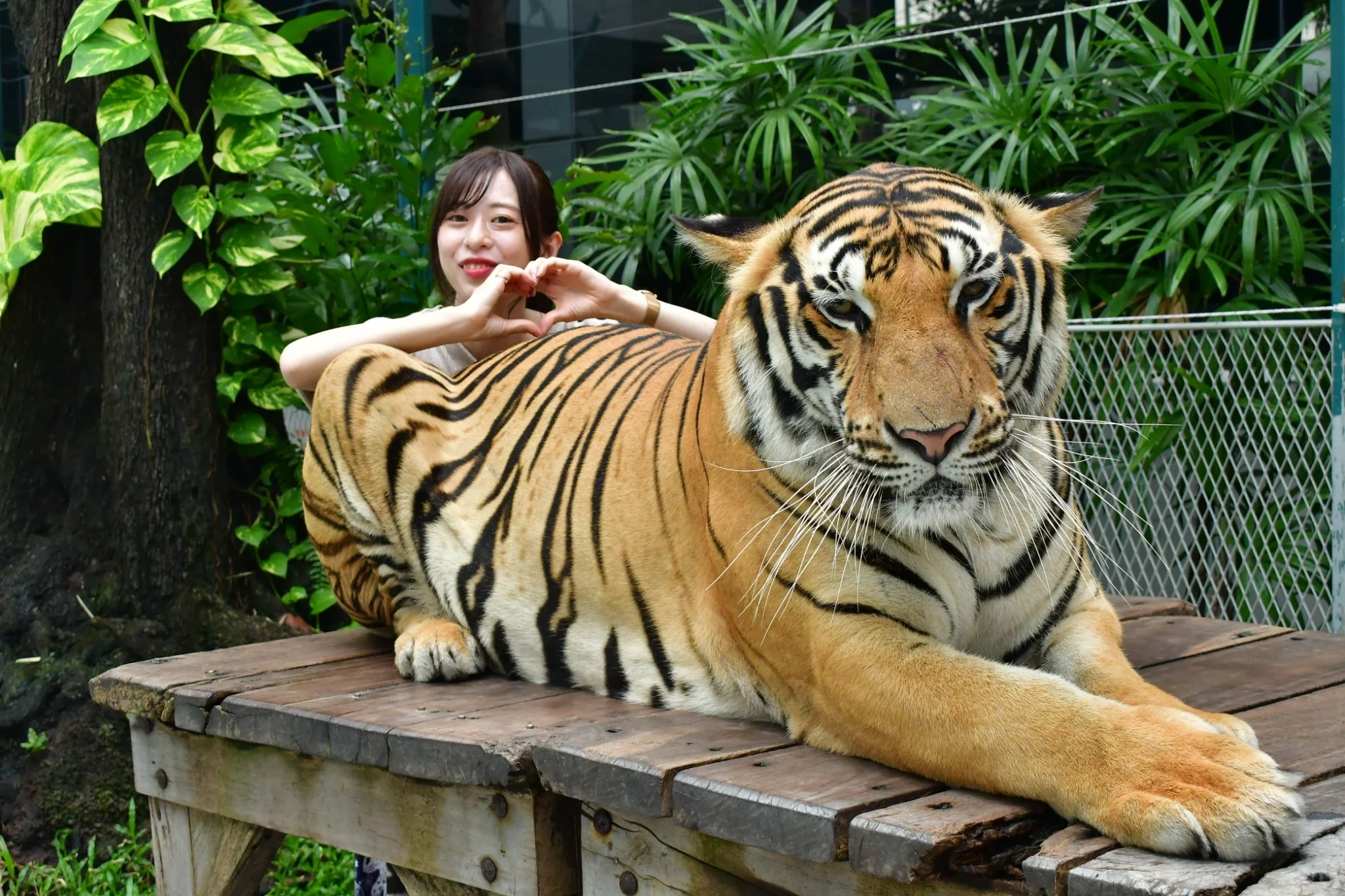 Pattaya Big Cat Tiger Park
