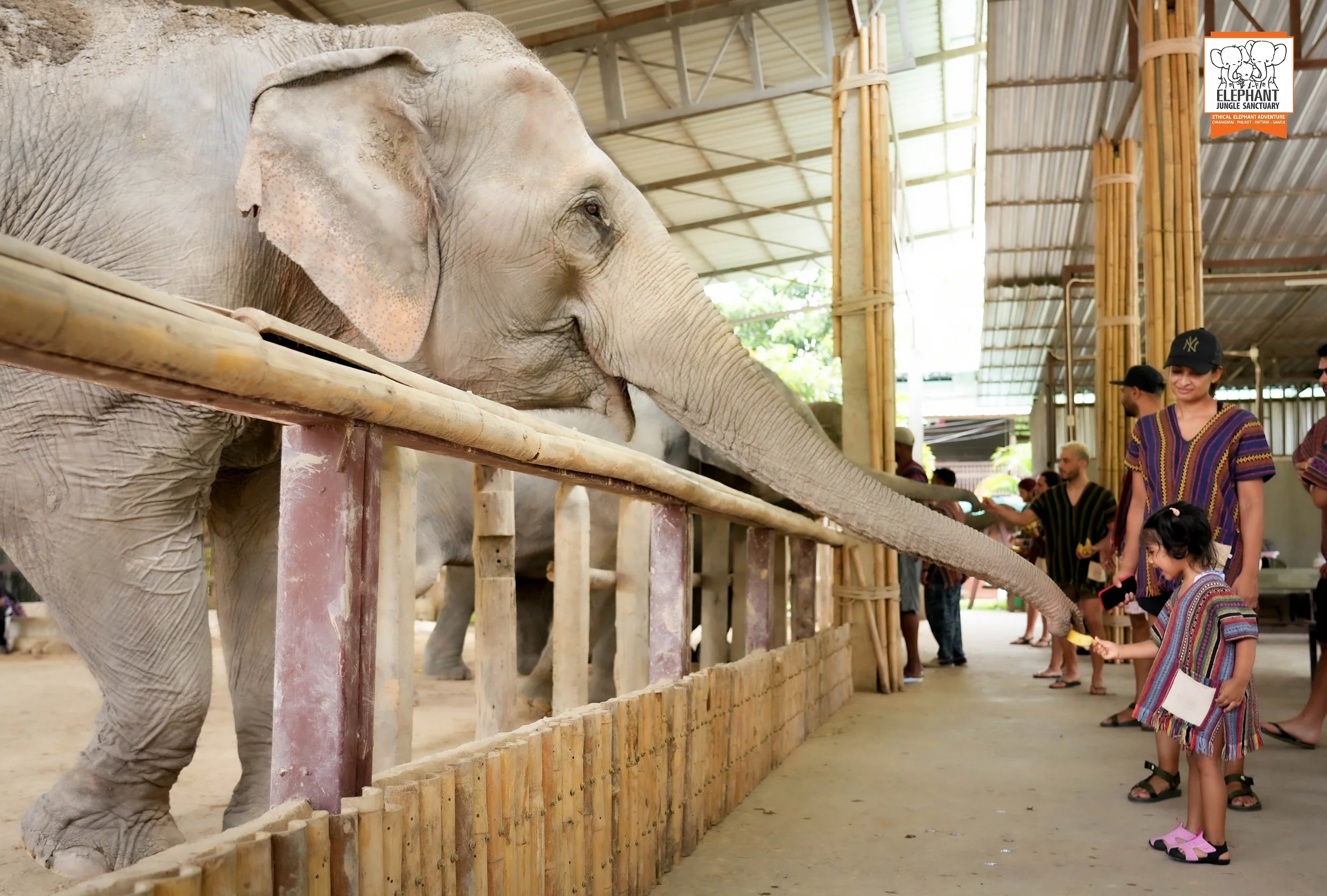 Elephant Sanctuary Day Tour Chiang Mai