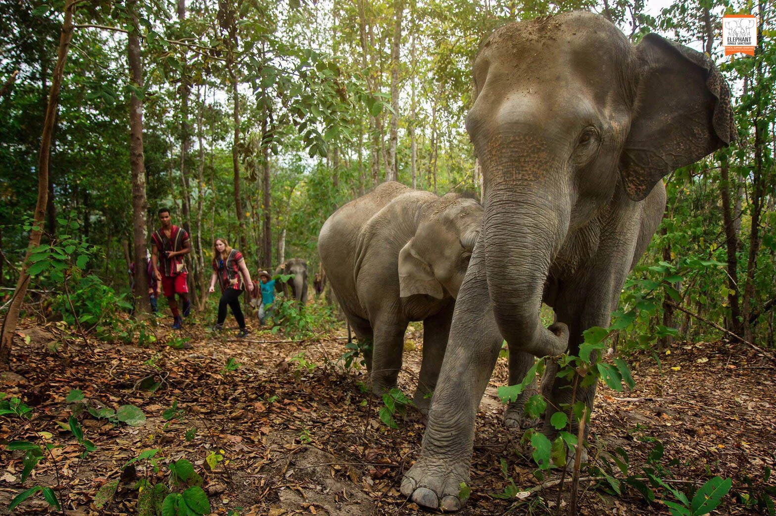 Chiang Mai Elephant Jungle Sanctuary