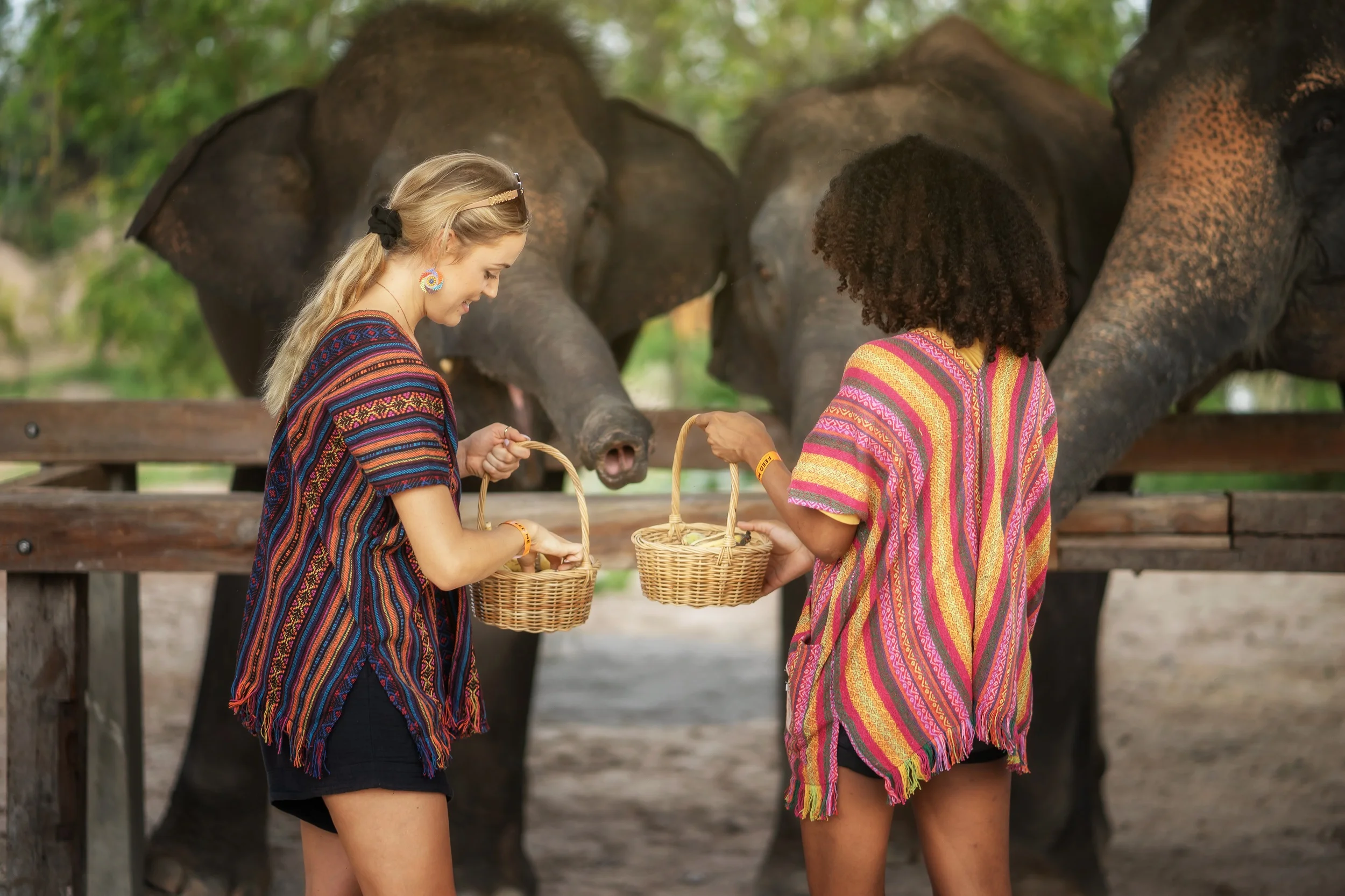 Elephant Sanctuary In Chiang Mai