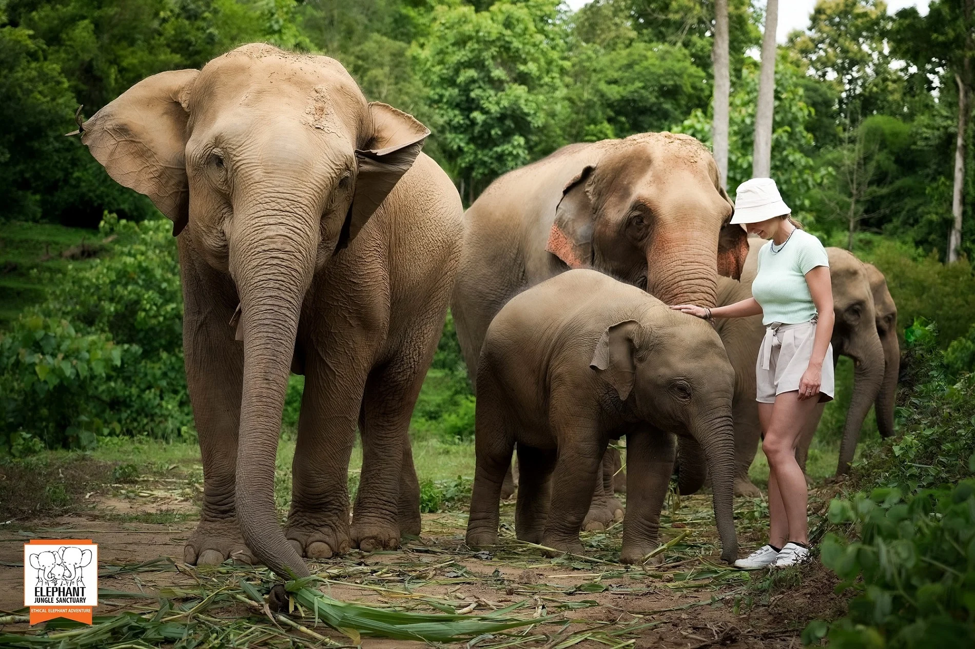 Elephant Sanctuary Chiang Mai