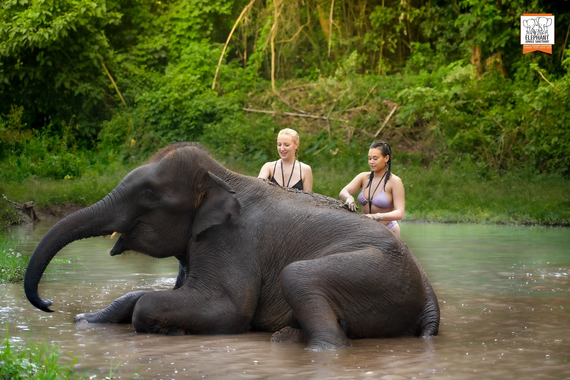 Elephant Jungle Sanctuary  Tour Chiang Mai
