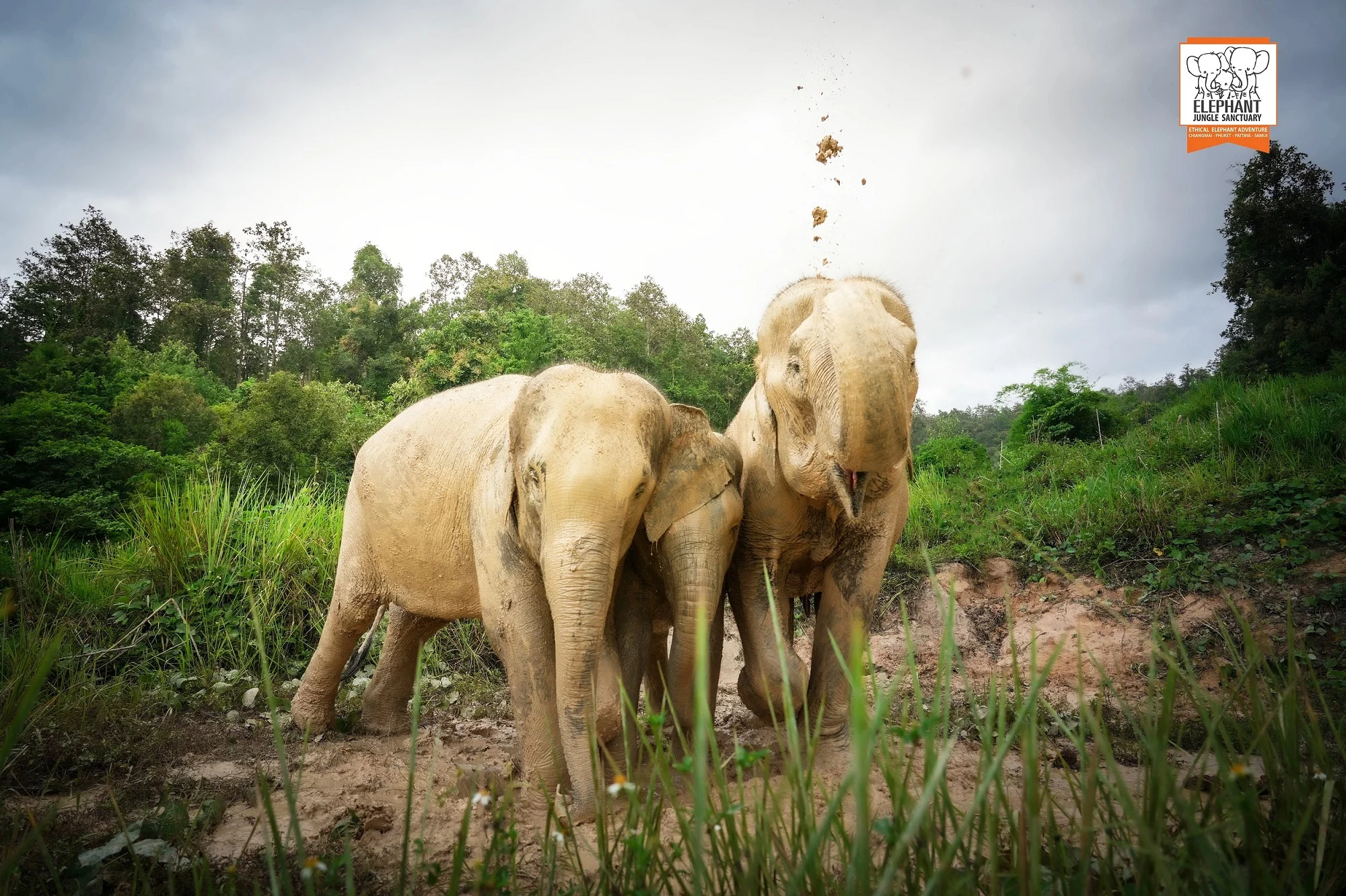 Best Elephant Sanctuary