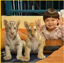 Tiger Kingdom Chiangmai Ticket