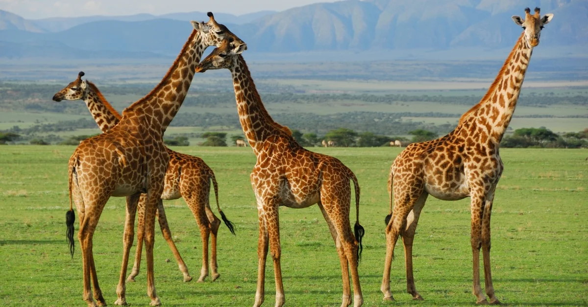 Safari Park