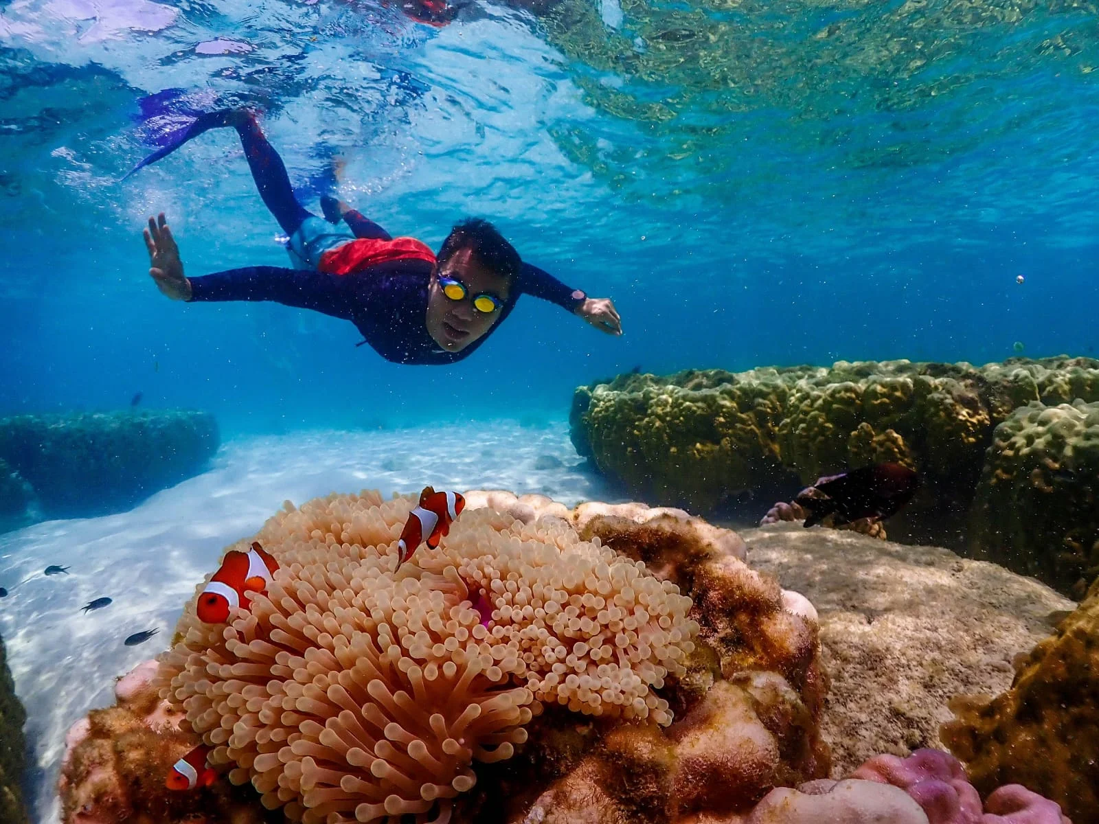Best Snorkeling Tour In Pattaya By Speedboat