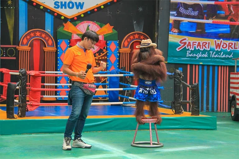 Orangutan Show 
