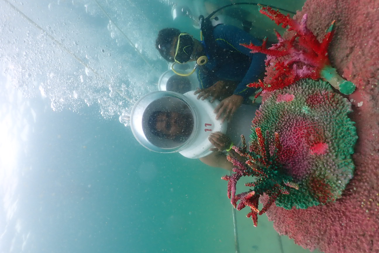sea walker coral island  