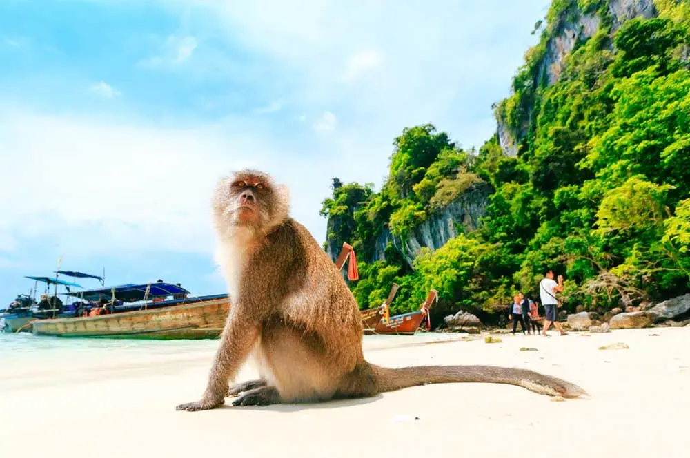Monkey Island – A Playful Paradise